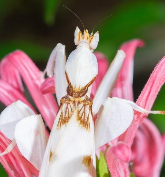 orchid mantis
