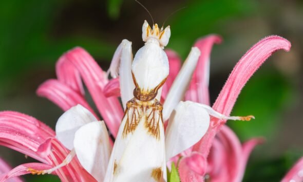 orchid mantis