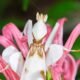orchid mantis